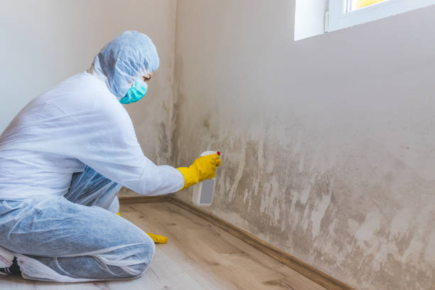 Licensed Mold Remediation service in Lansing, MI - 24 Hour Mold Removal